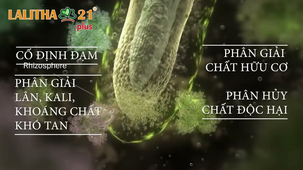 Phục hồi cây sầu riêng sau thu hoạch hiệu quả với Vi sinh đa chủng Lalitha 21 - Nhập khẩu từ Mỹ