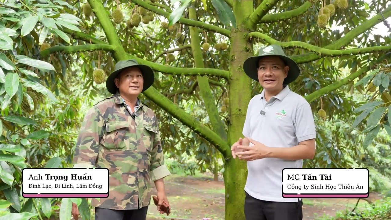 Nhiều nhà vườn sầu riêng sử dụng rất hiệu quả bộ sản phẩm của Thiên An Bio