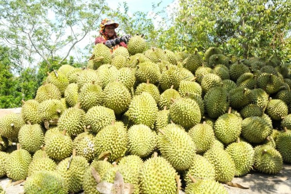 ‘Thủ phủ’ sầu riêng Lâm Đồng vào vụ thu hoạch, xuất khẩu