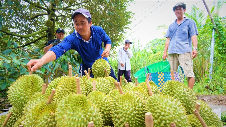 Giá sầu riêng tăng vọt, lên tới hơn 120.000 đồng/kg