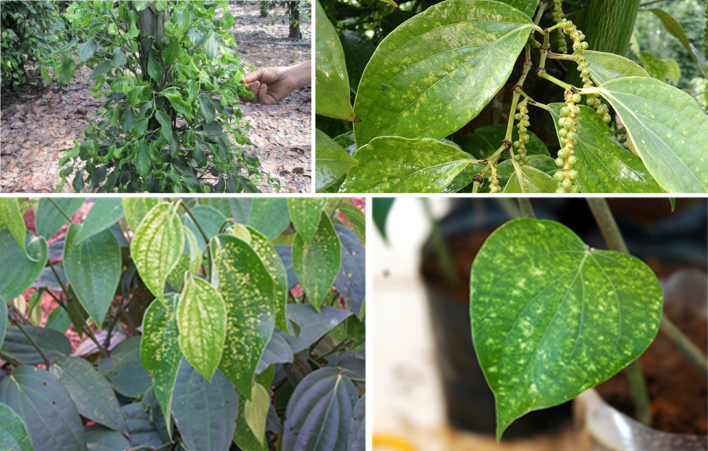 Một số loại bệnh hại trên cây hồ tiêu • SINH HỌC THIÊN AN