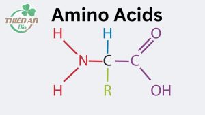 Amino axit