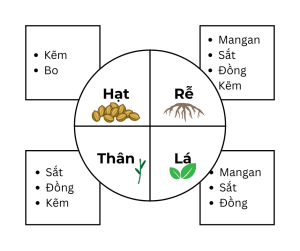 Vi lượng chelate·