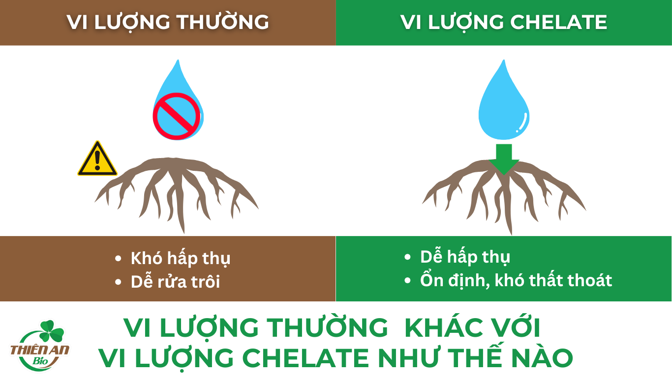 Vi Lượng Chelate Khác Gì Vi Lượng Thông Thường?