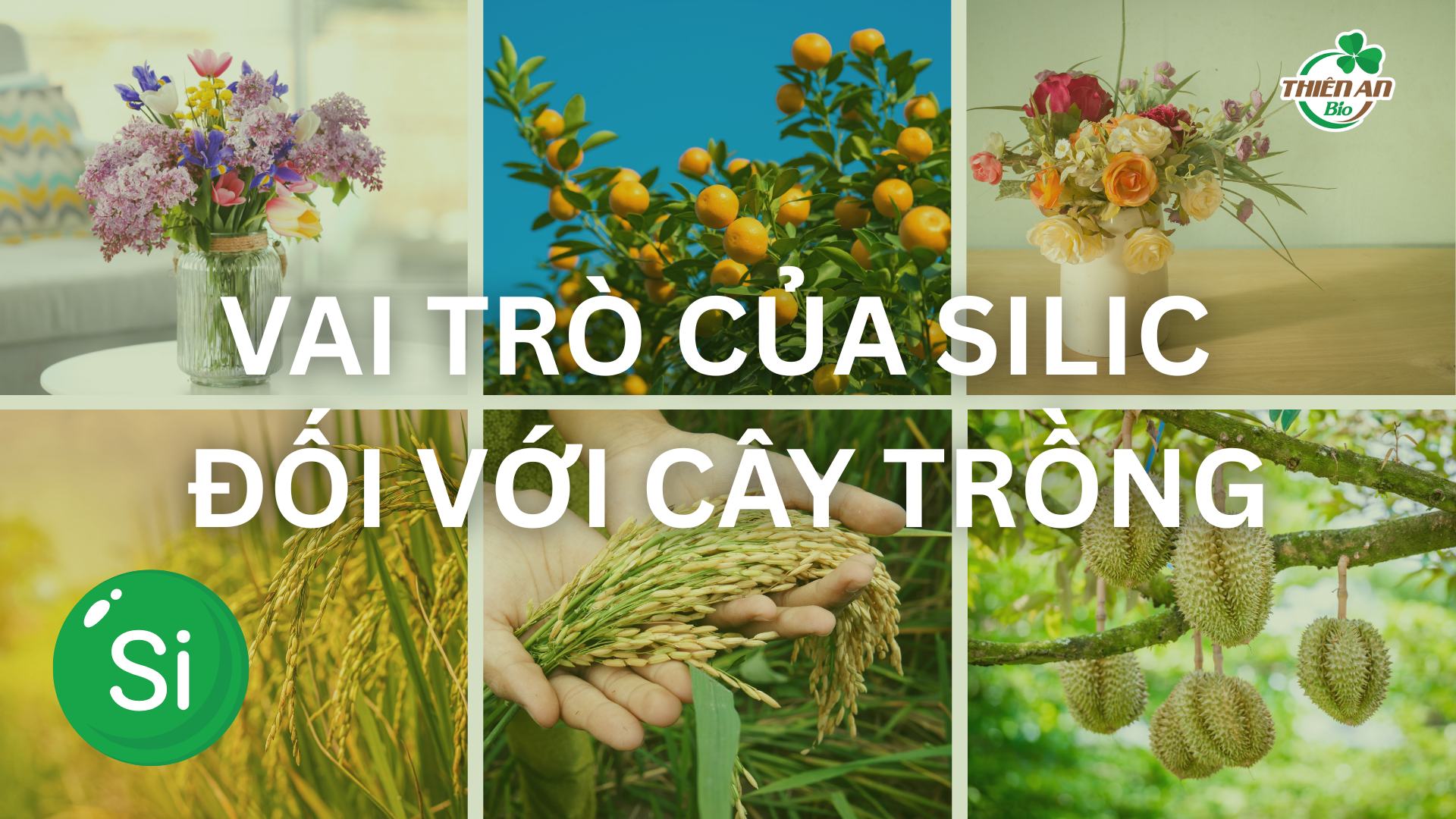 Vai Trò Của Silic Đối Với Cây Trồng 