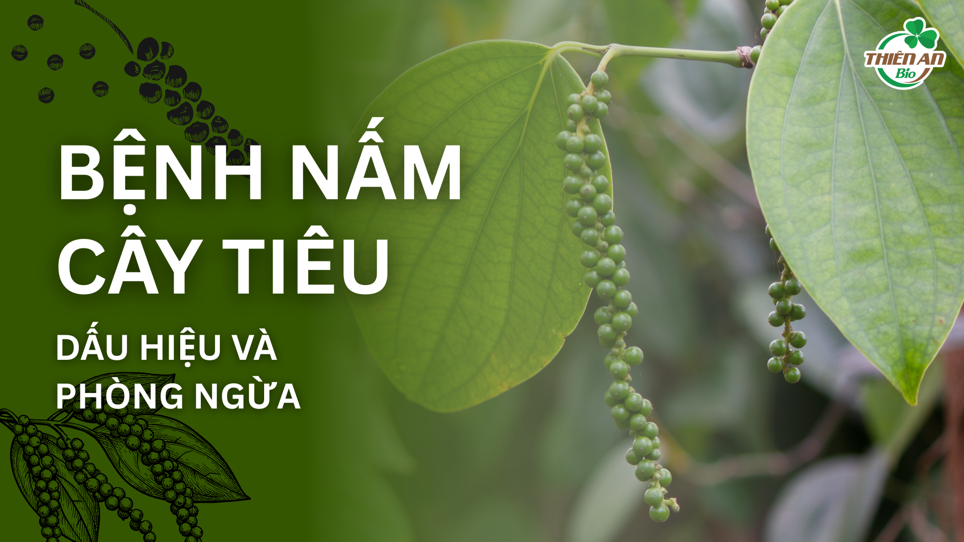 4 bệnh nấm cây tiêu thường gặp và cách xử lý