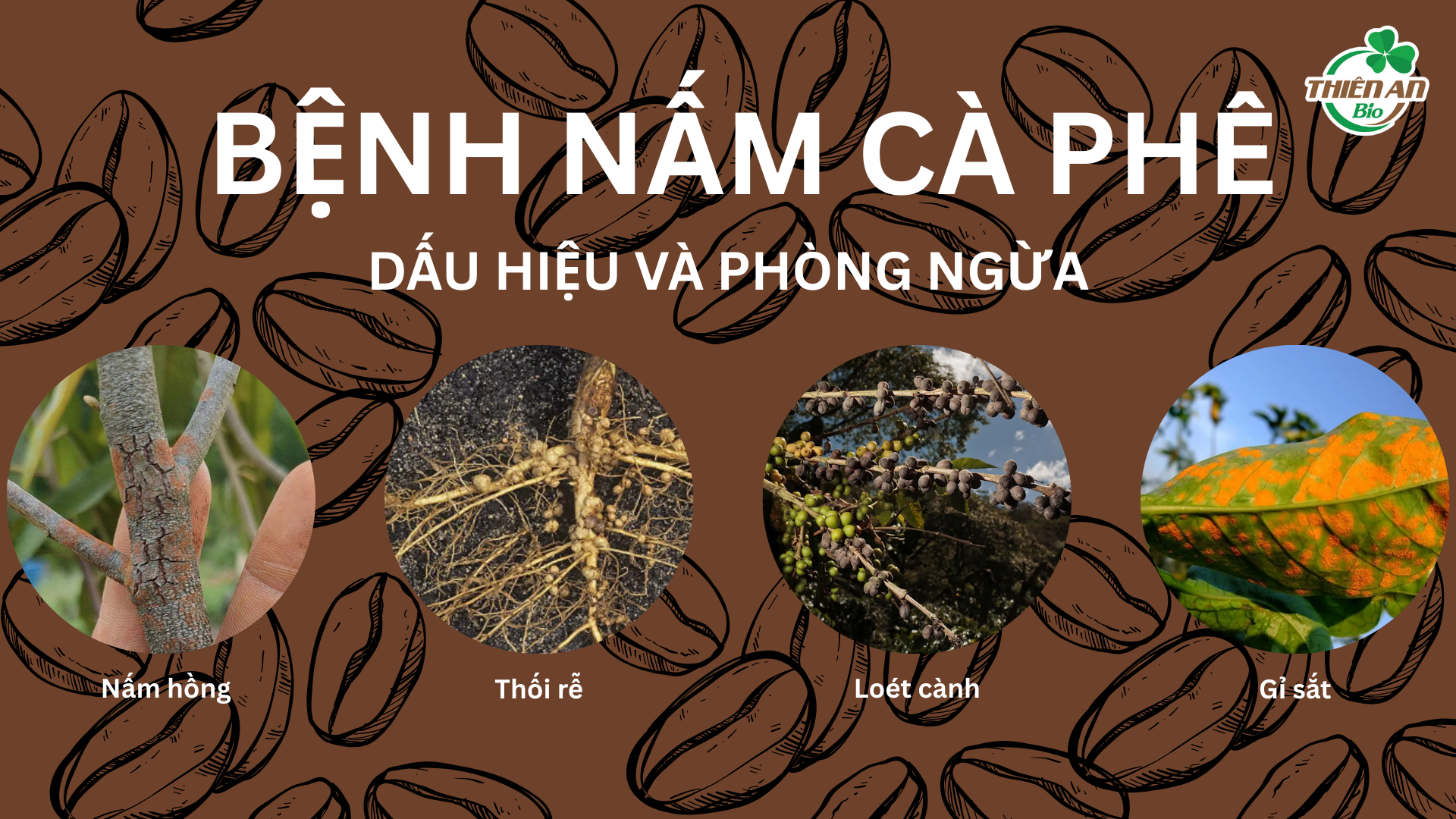 Bệnh Nấm Cà Phê – Nhận Biết Sớm, Xử Lý Hiệu Quả