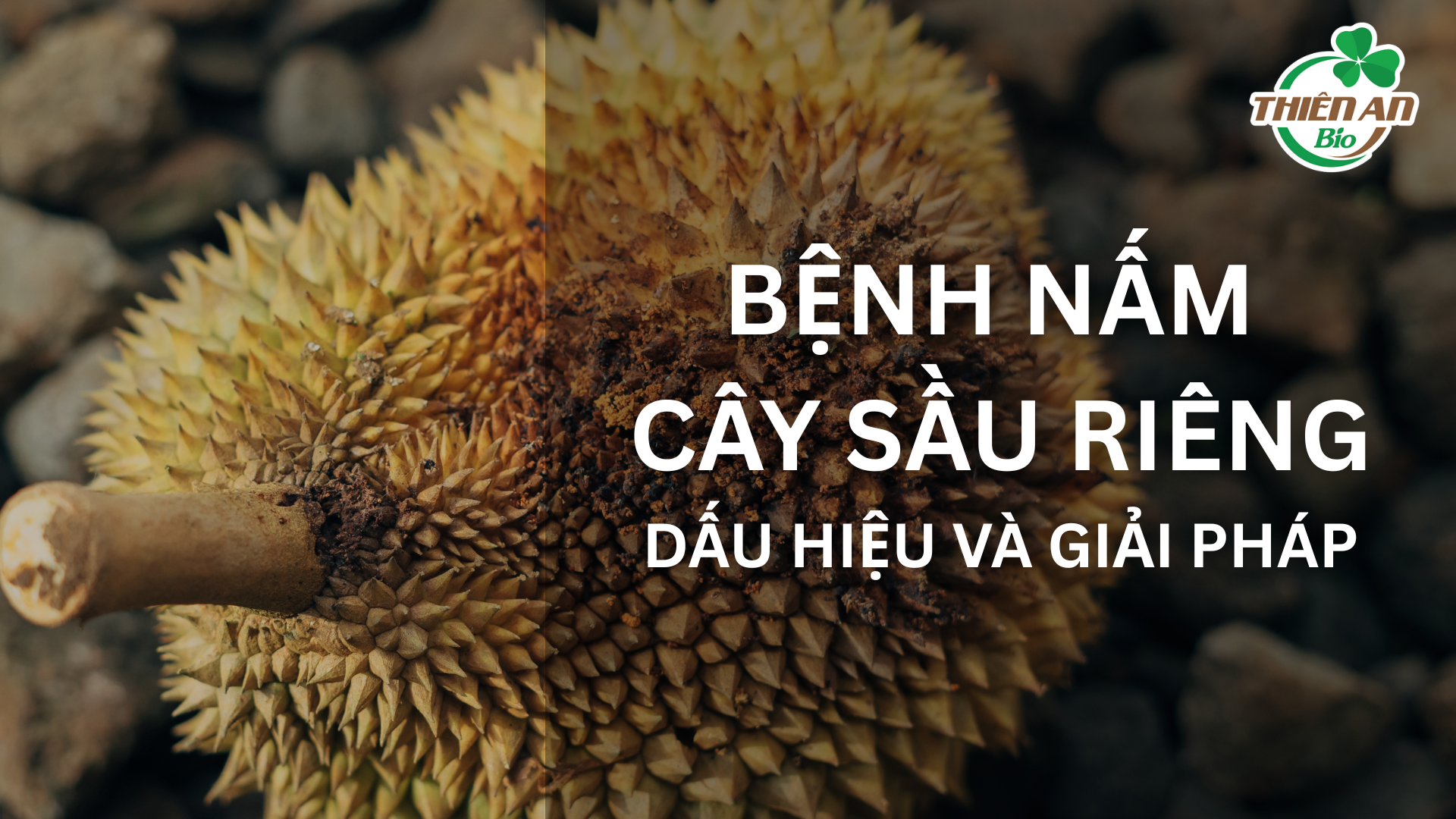 Bệnh Nấm Trên Sầu Riêng – Dấu Hiệu và Cách Phòng Trị