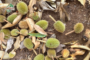 rụng trái sầu riêng