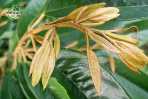 sầu riêng chạy đọt