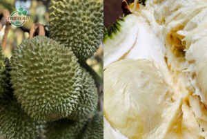 sầu riêng sượng cơm