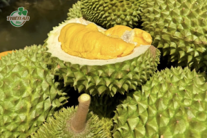 sầu riêng sượng cơm