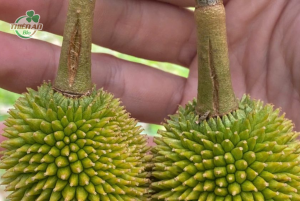 rụng trái sầu riêng