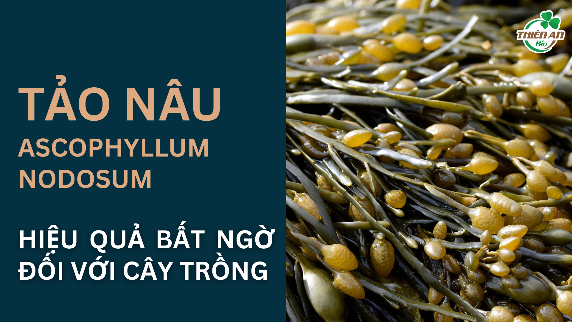 Hiệu quả bất ngờ từ tảo nâu Ascophyllum nodosum với cây trồng