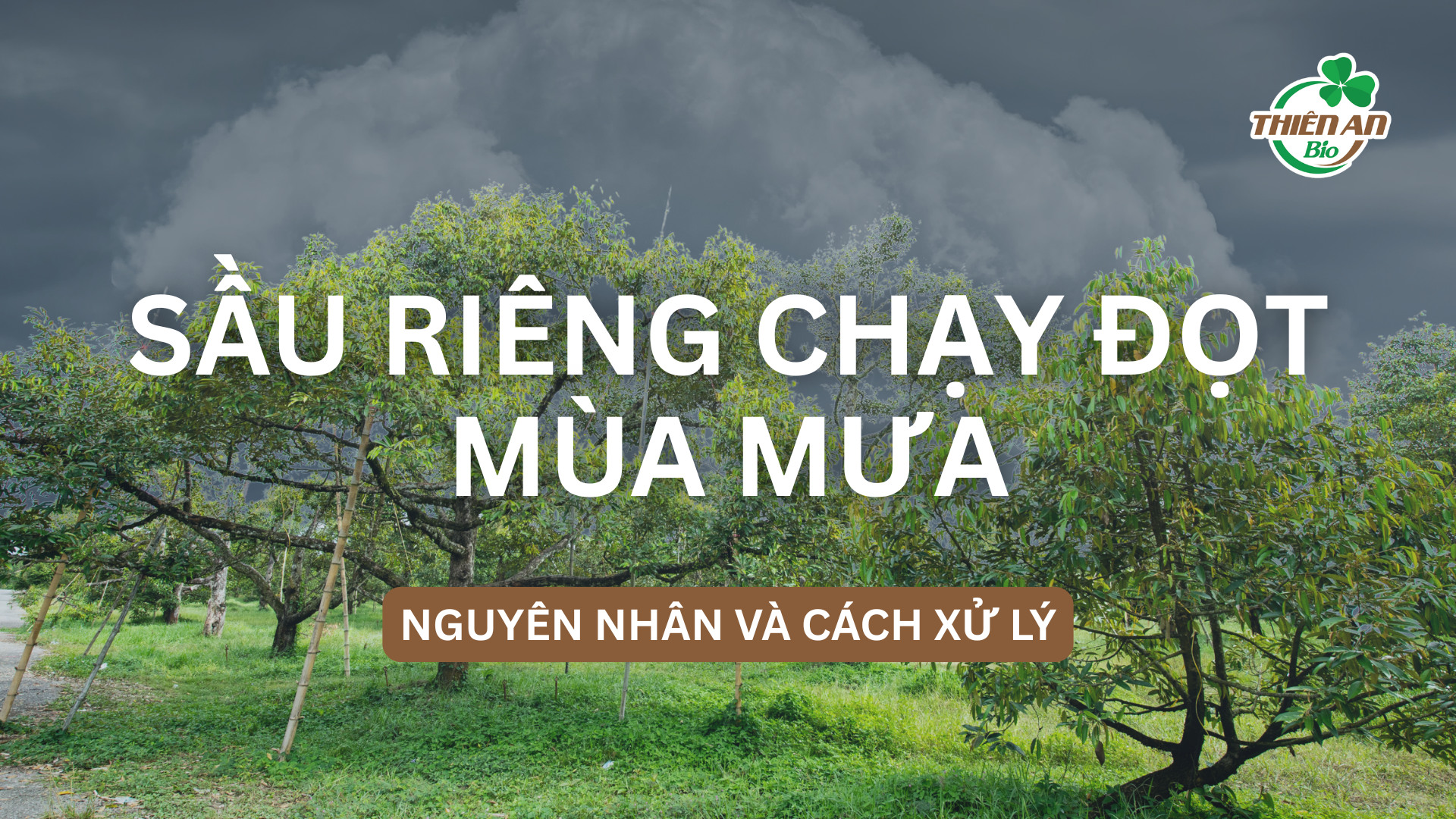 Sầu riêng chạy đọt đầu mùa – Nguyên nhân và cách xử lý