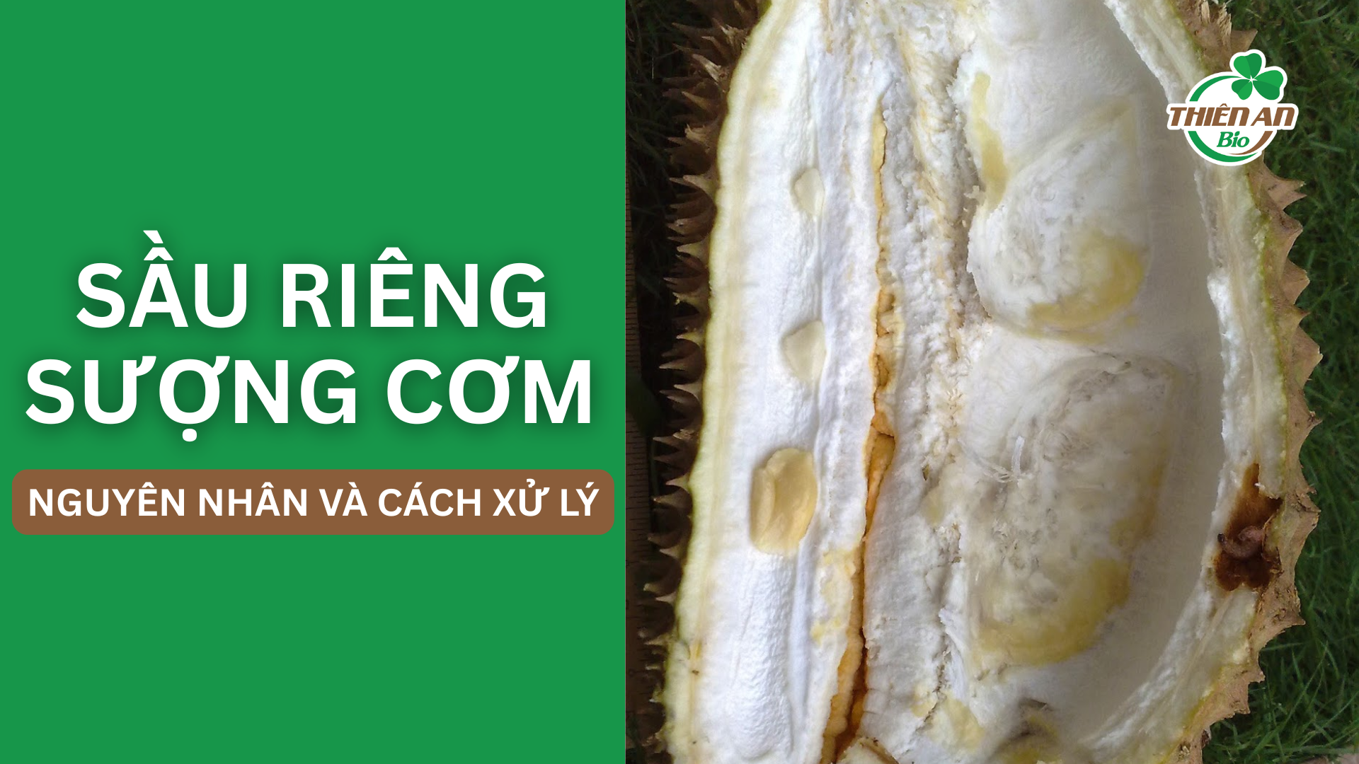 Sầu Riêng Sượng Cơm – Nguyên Nhân Và Cách Khắc Phục