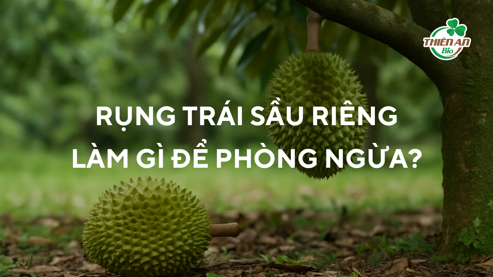 Rụng trái sầu riêng: Nguyên nhân và cách xử lý triệt để