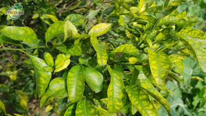 cây thiếu vi lượng