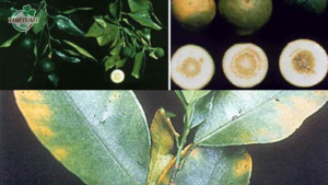 cây thiếu vi lượng