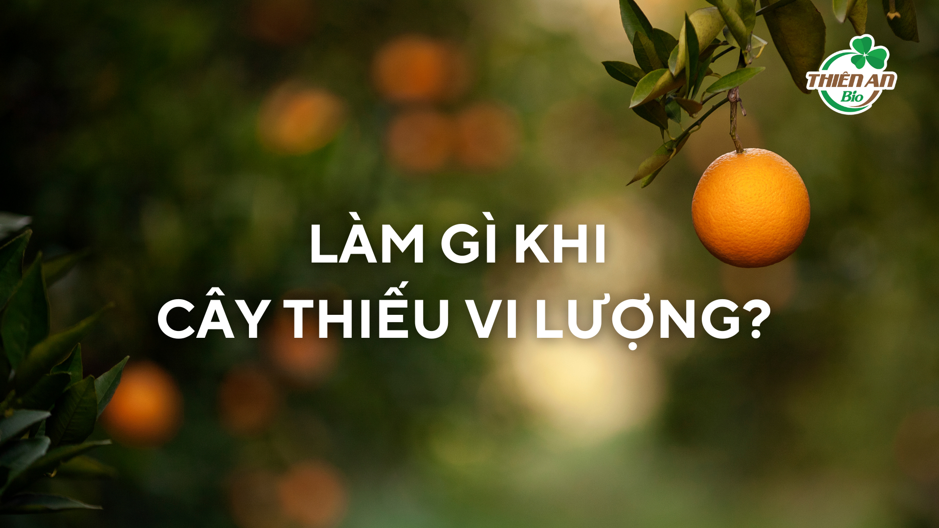 Làm Gì Khi Cây Thiếu Vi Lượng?