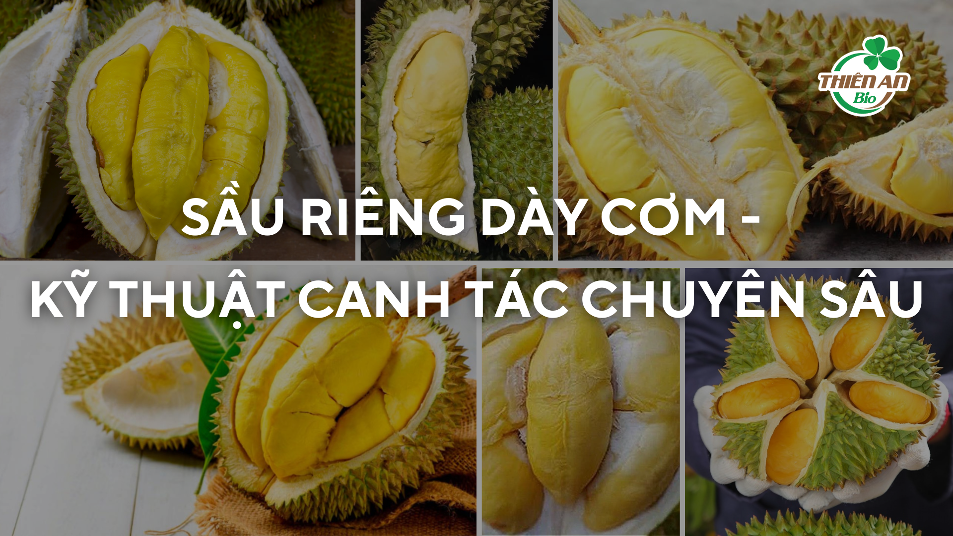 Sầu Riêng Dày Cơm, Ngọt Thịt: Bí Quyết Hiệu Quả Nhất
