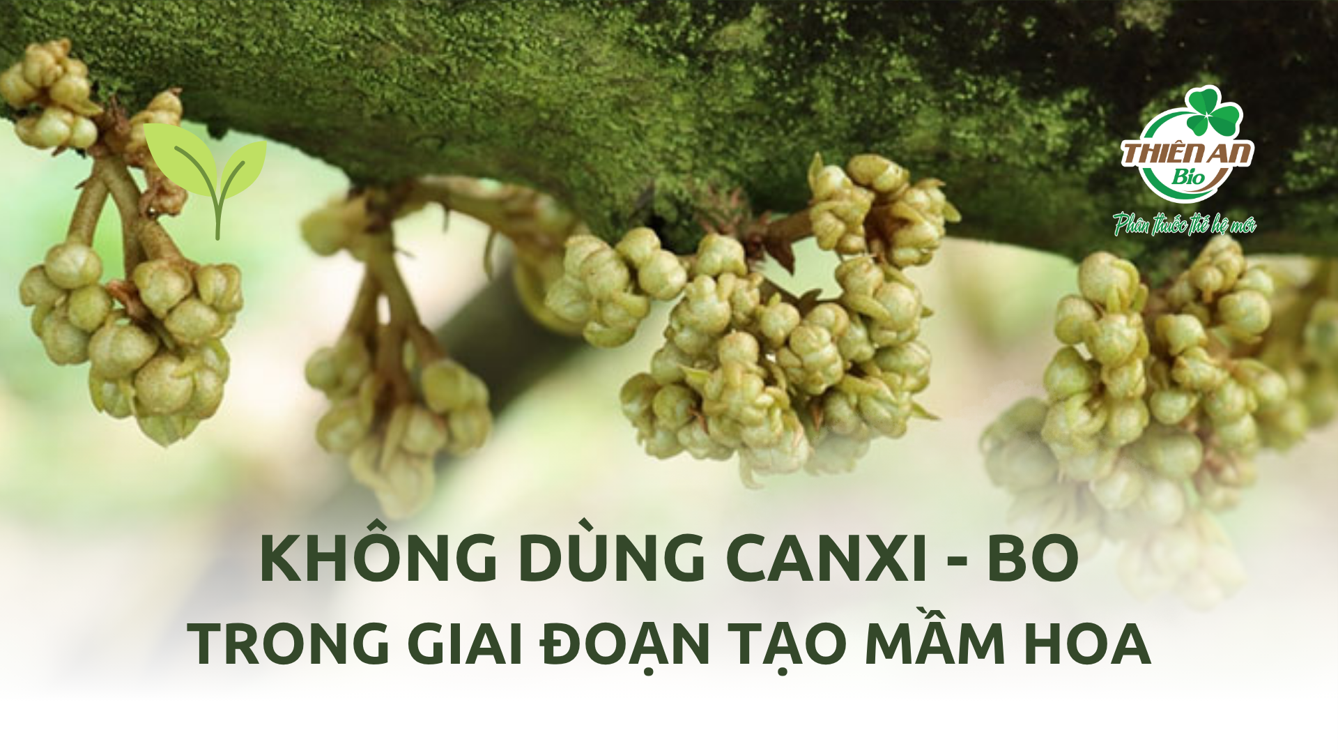 Không được dùng Canxi – Bo trong giai đoạn tạo mầm hoa?