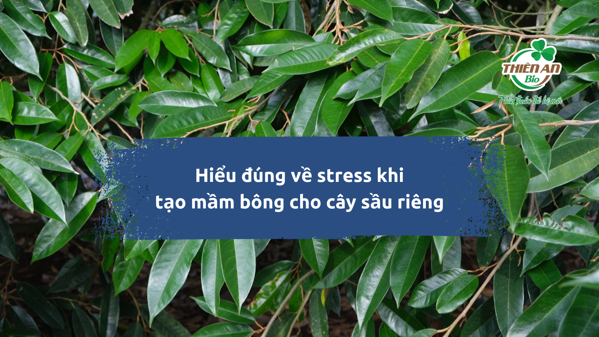 Hiểu đúng về stress khi tạo mầm hoa cho cây sầu riêng
