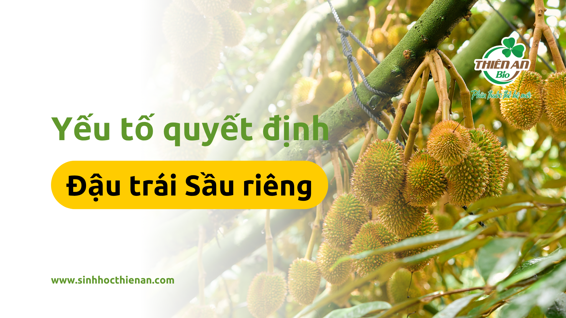 Yếu tố quyết định tỷ lệ đậu trái thành công ở cây Sầu riêng