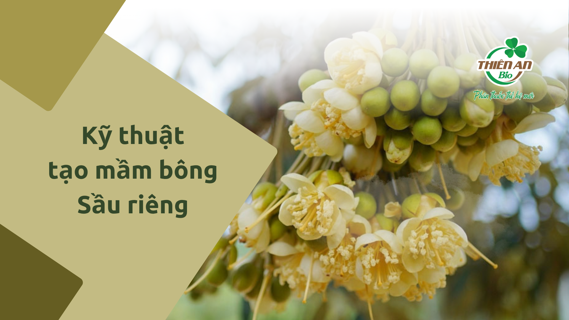 Quy trình kỹ thuật tạo mầm bông trên cây sầu riêng