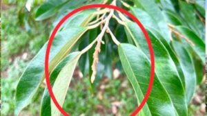 656569299 1471490444672959 1748892292683790736 N