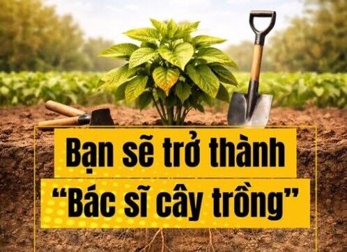 BÁC SỸ CÂY TRỒNG – Bệnh Vàng Lá