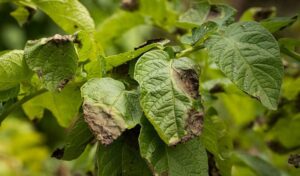 Cach Giai Doc Cho Cay Bi Ngo Doc Phan Bon