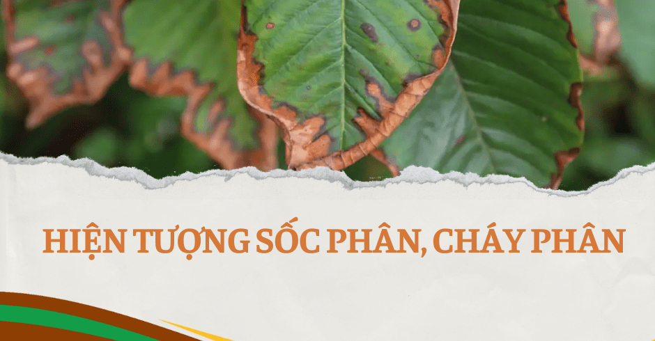 BÁC SỸ CÂY TRỒNG – Cấp cứu khi gặp hiện tượng “Sốc phân”