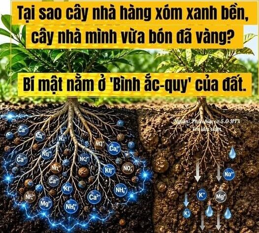 BÁC SỸ CÂY TRỒNG – Tại sao vừa sử dụng phân bón cây vẫn xanh nhưng rồi lại vàng ngay?