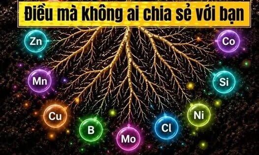 BÁC SỸ CÂY TRỒNG – Đừng “ép” cây ăn quá nhiều, hãy để cây ăn vừa đủ.
