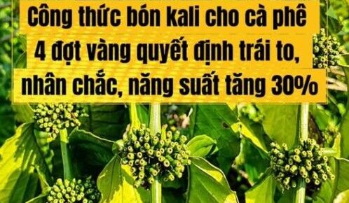 NHU CẦU KALI CỦA CÂY CÀ PHÊ