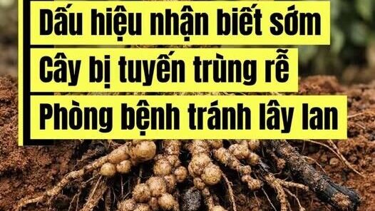BÁC SỸ CÂY TRỒNG – Cây bị tuyến trùng