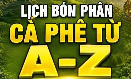 LỊCH TRÌNH DINH DƯỠNG CÀ PHÊ CHUẨN KỸ THUẬT
