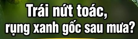 BÁC SỸ CÂY TRỒNG – Hiện tượng nứt trái sau mưa & giải pháp phòng ngừa