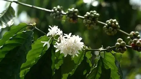 BÁC SỸ CÂY TRỒNG – Bí quyết cho rẫy cà phê đạt năng suất “khủng” mà cây vẫn khỏe qua từng năm