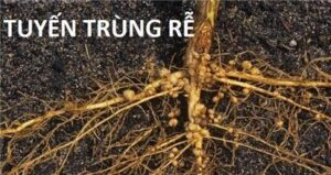 Tuyen Trung 1804160911