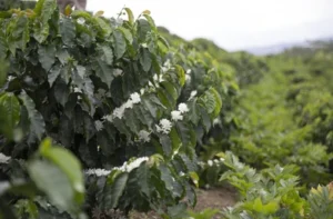 Coffee Plantation Colombia Red Beans 260nw 674673505