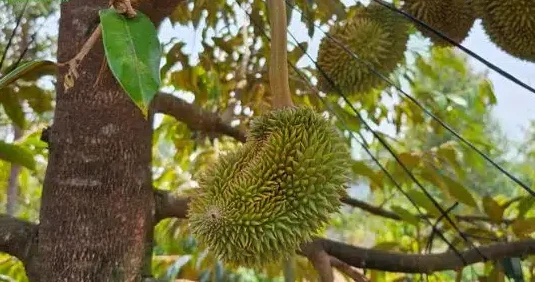 BÁC SỸ CÂY TRỒNG – DÀI TRÁI , MÉO TRÁI VÀ CÁCH CẢI THIỆN