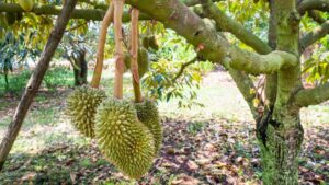 Sau Rieng Meo Trai Nguyen Nhan Va Cach Khac Phuc Kimnonggoldstar Vn 1