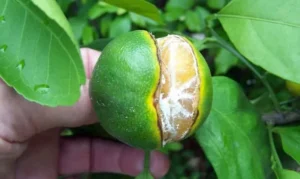 Split Lemon On A Tree E1615236211796