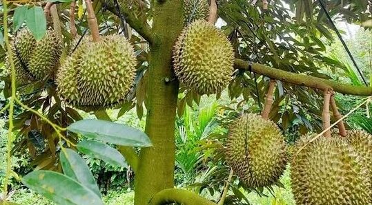 QUÁ TRÌNH LÊN CƠM, LÊN MÀU CỦA MÚI SẦU RIÊNG