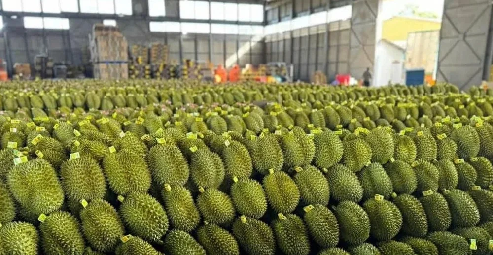 BÁC SỸ CÂY TRỒNG – NHÌN GAI SẦU RIÊNG ĐOÁN ĐƯỢC CHẤT LƯỢNG TRÁI?
