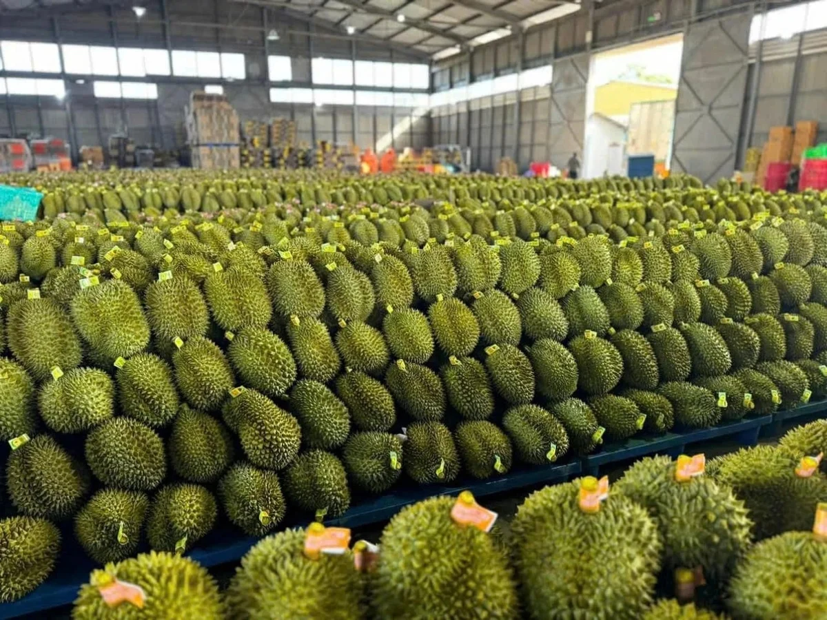 Tốc Hành Thông Quan Nông Sản Xuất Khẩu: Cục Hải Quan Ra Chỉ Thị “Nóng” Hỗ Trợ Doanh Nghiệp