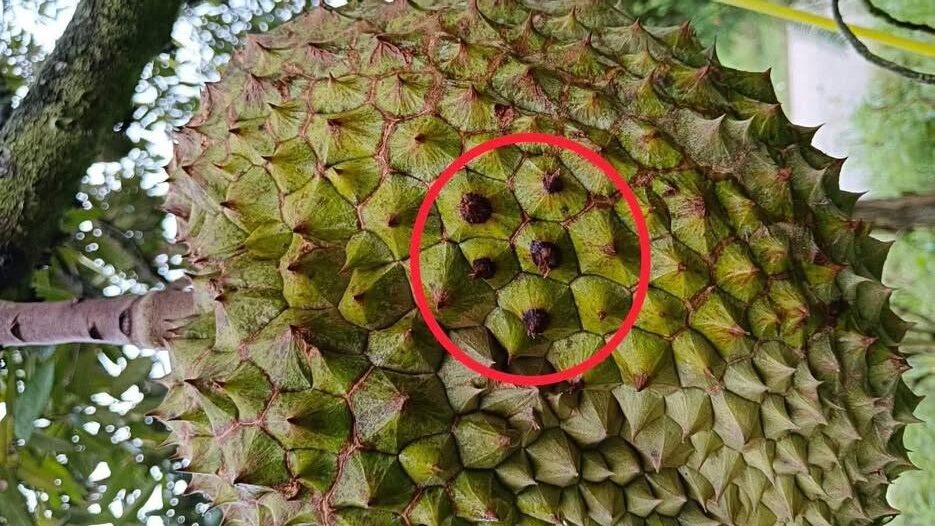 BÁC SỸ CÂY TRỒNG – Bệnh Thối Hông Sầu Riêng (Nấm Gió), cách nhận biết & giải pháp xử lý