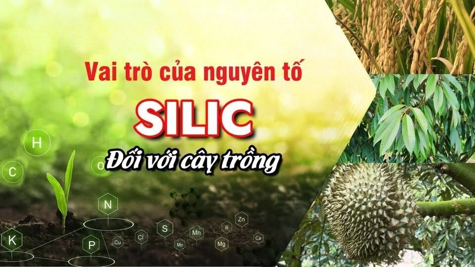 Tầm Quan Trọng Của Silic Trong Giai Đoạn Nuôi Trái: Giải Pháp Biến Vỏ Trái Thành “Áo Giáp Sinh Học”